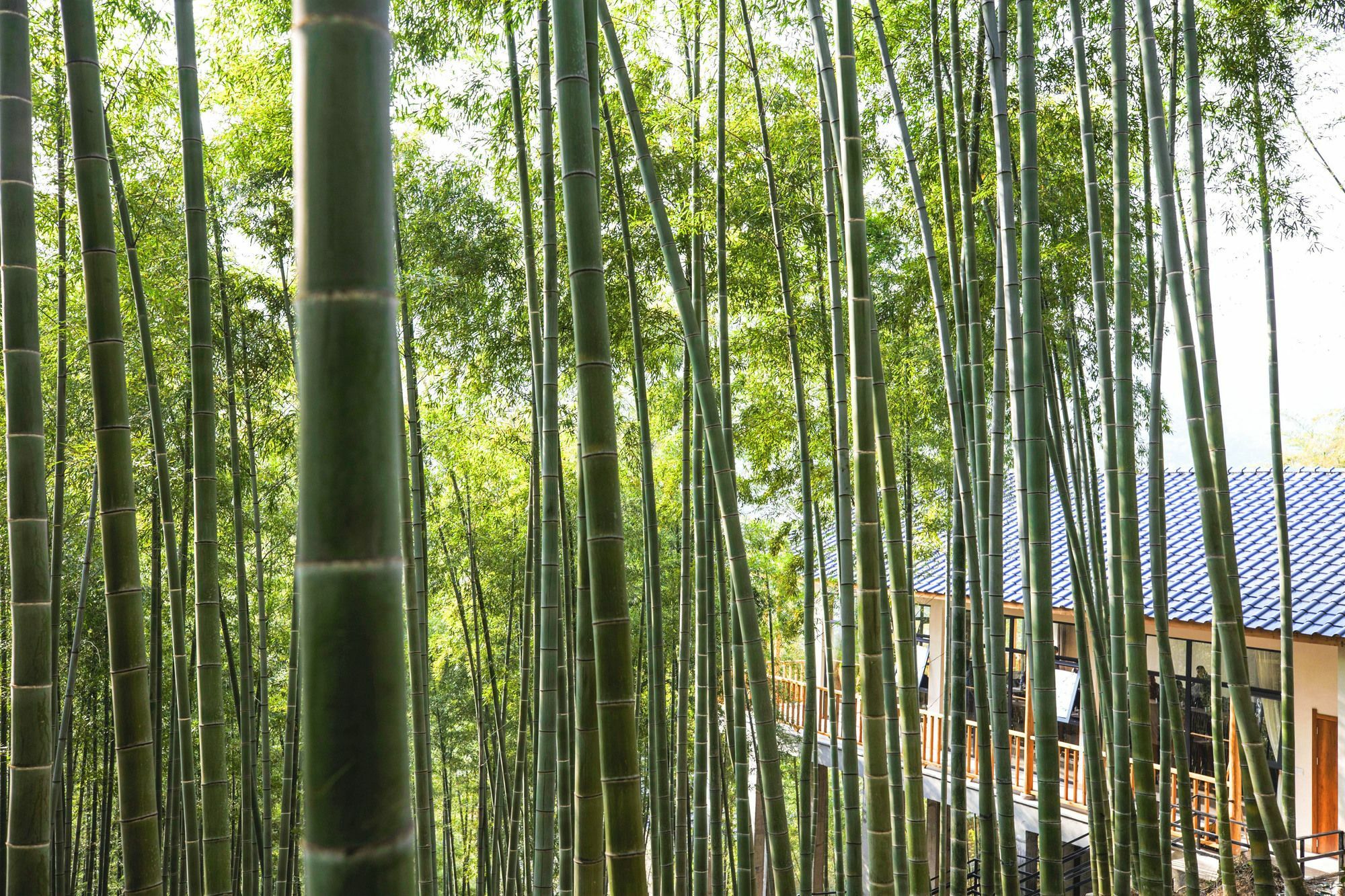 Moganshan Yinhuawu Resort Eksteriør billede